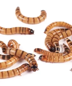 ZORPHOBAS MORIO Larver